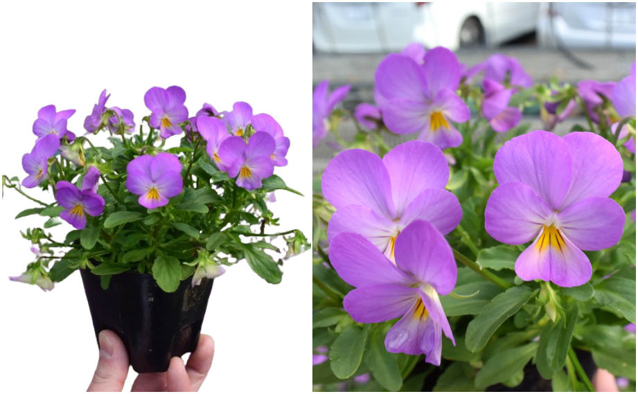 ビオラ　シルキーピンク<