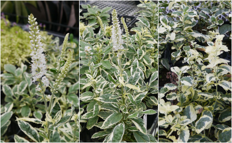 ベロニカ アイシクル　バリエガータ<