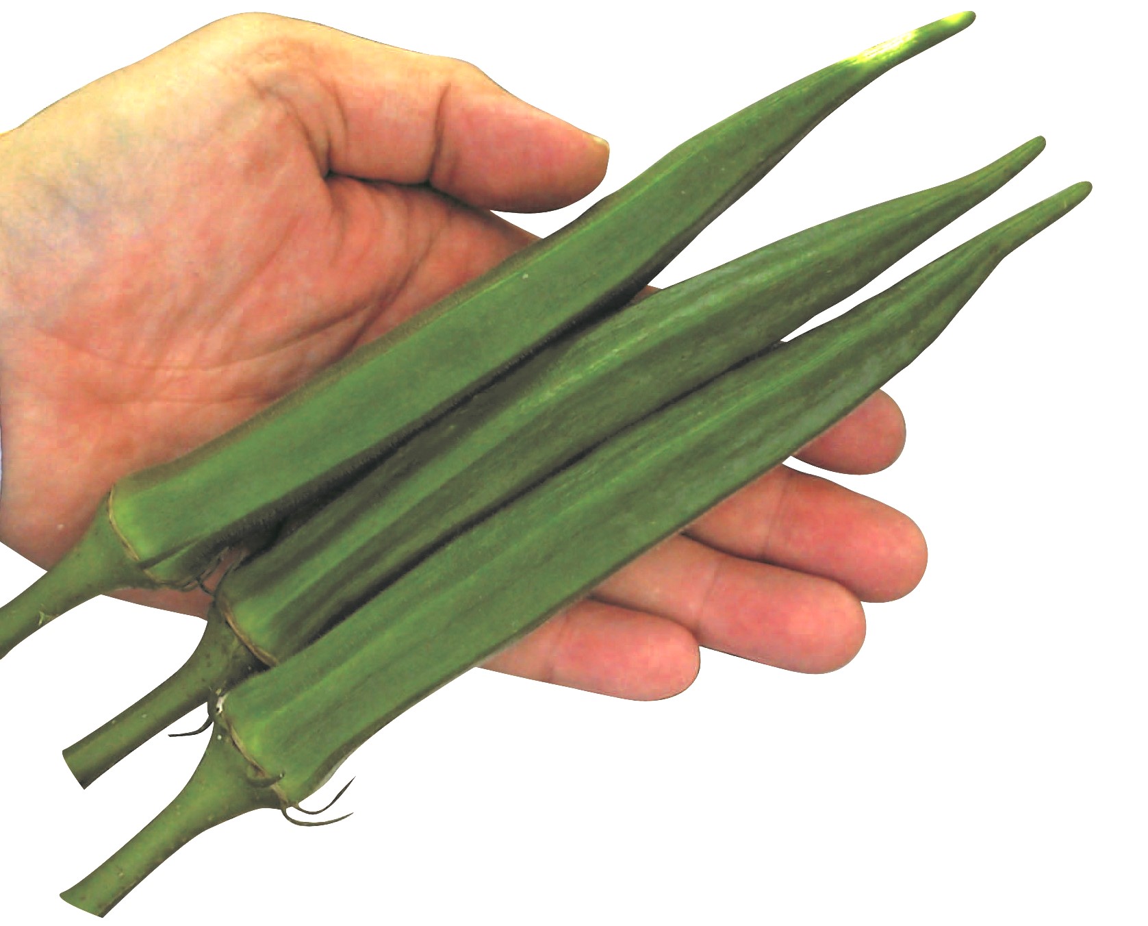 オクラ　ビッグフィンガー<