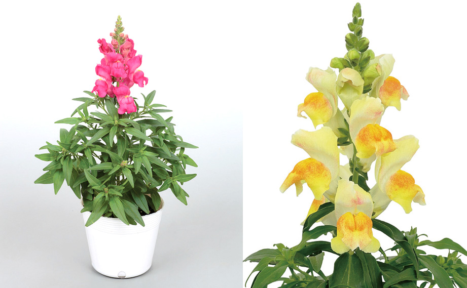 キンギョソウ F1　キャンディートップス シリーズ<