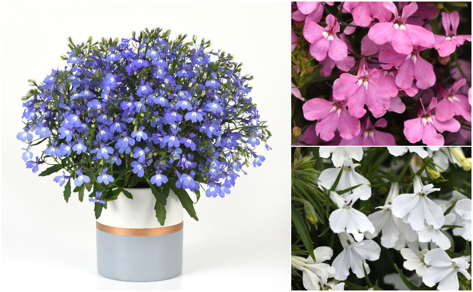 ロベリア　アーリースプリング<