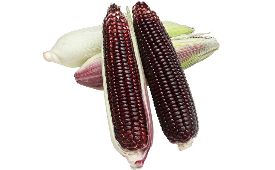 トウモロコシ　大和ルージュ<