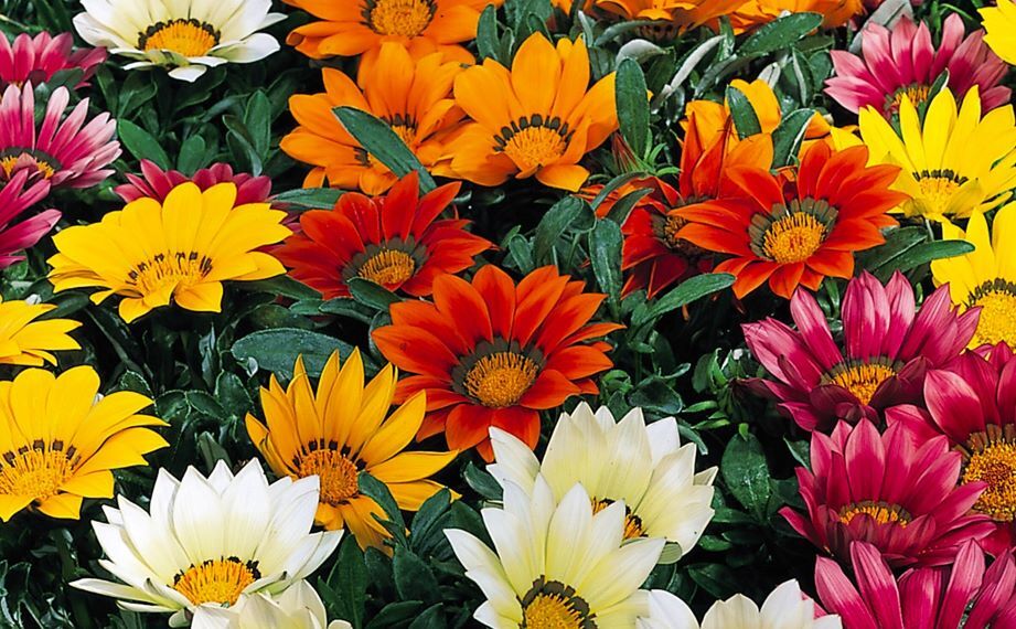 ガザニア F1　キス シリーズ<