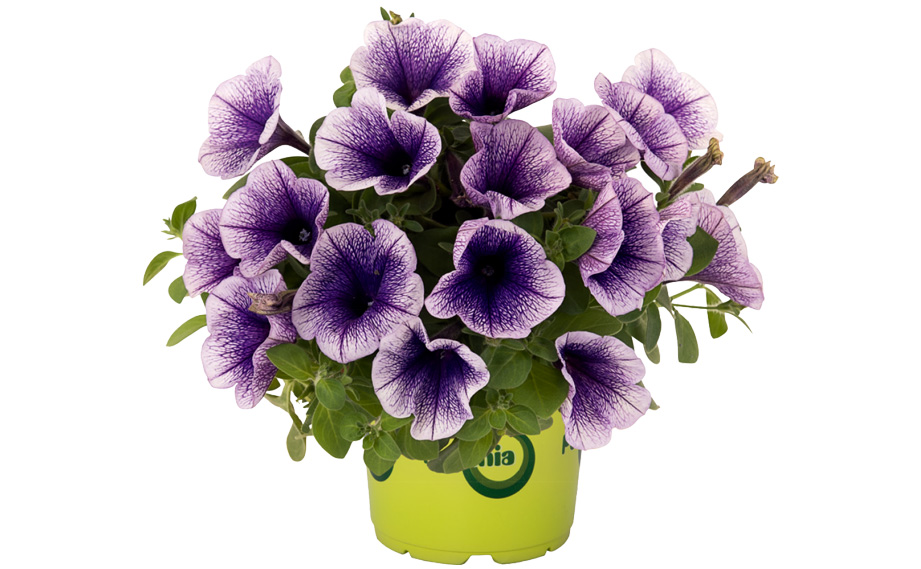 ペチュニア　ポッチュニア<