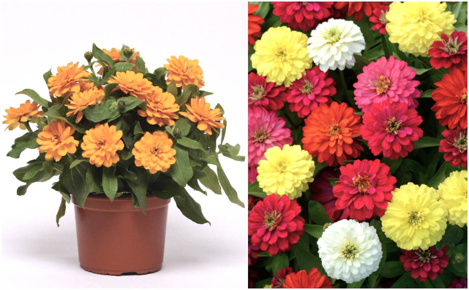 ジニア　ダブルザハラ シリーズ<