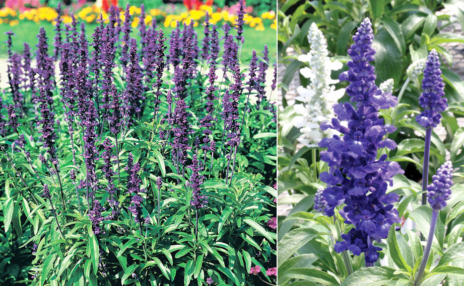 サルビア ファリナセア　レア<