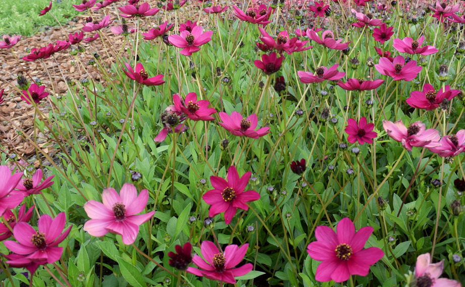 チョコレートコスモス　チェリーチョコレート<