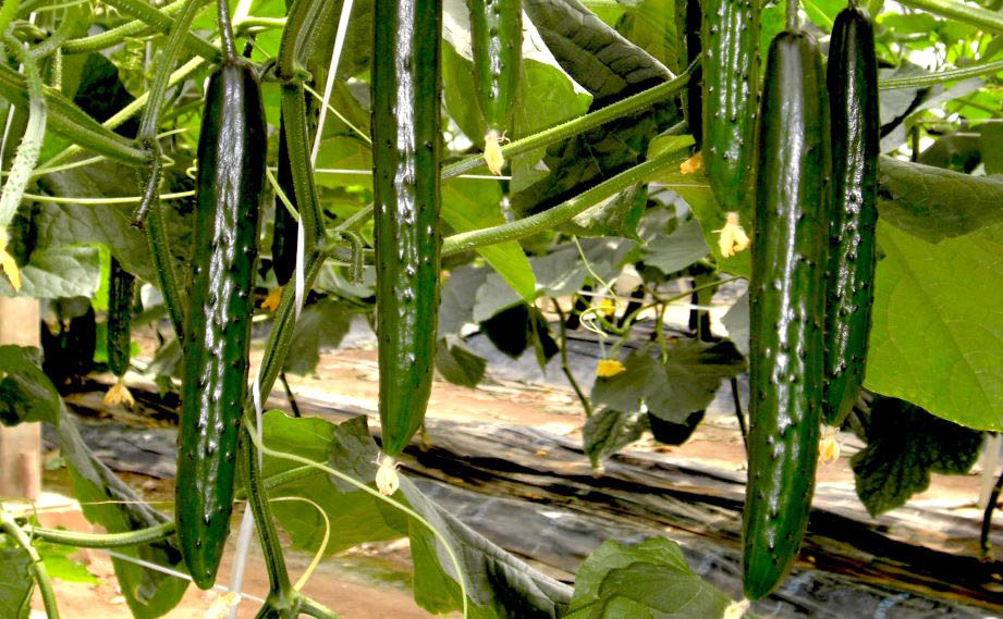 キュウリ　ニーナZ<