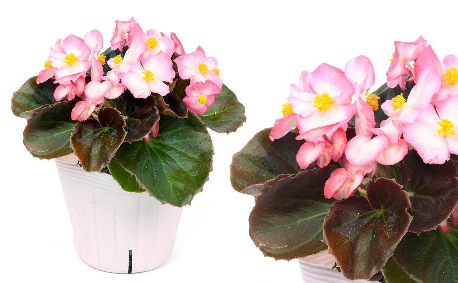 ベゴニア センパフローレンス　セネタiQ シリーズ<