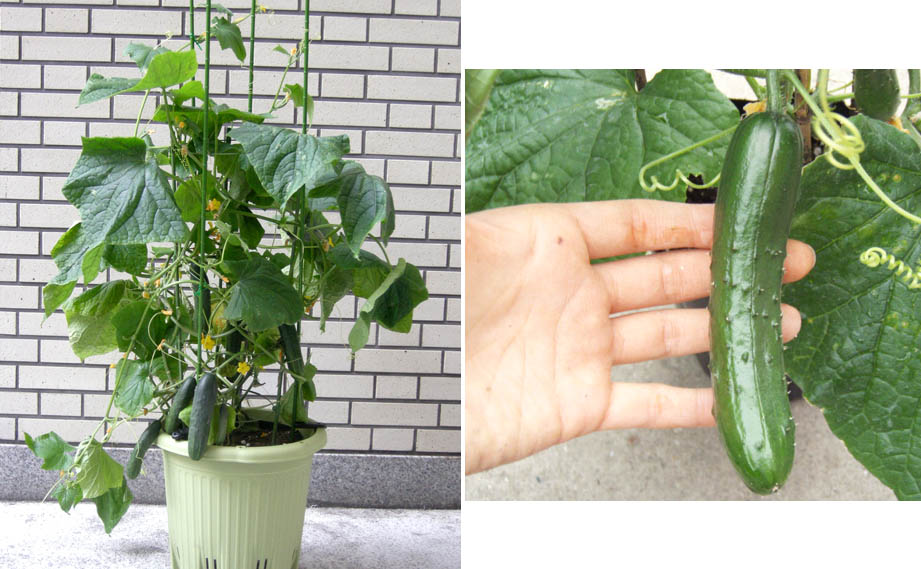 キュウリ　ミニスティック<