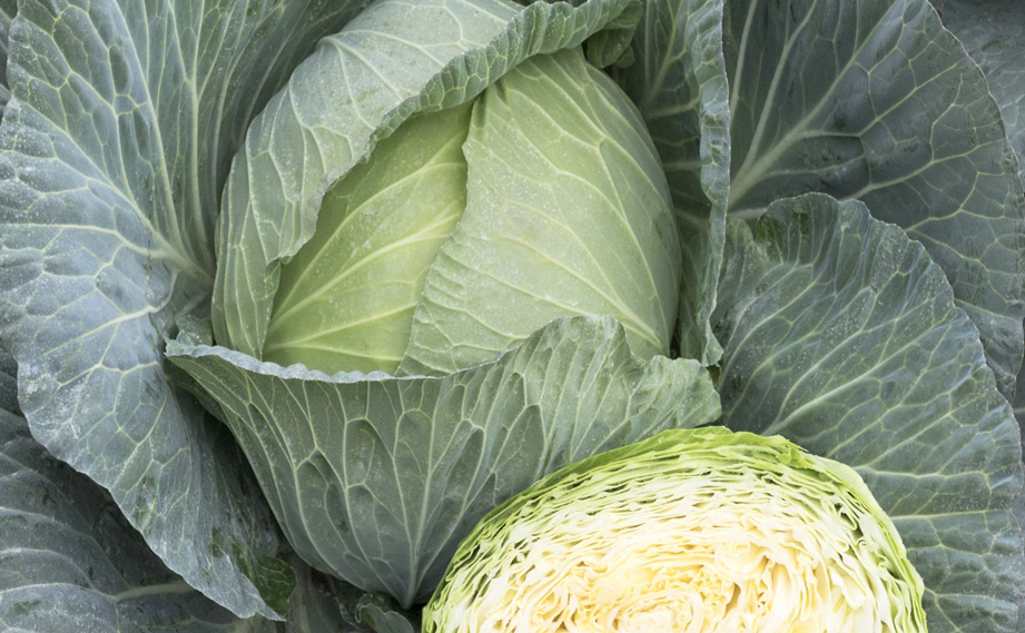 キャベツ　BCR龍月<