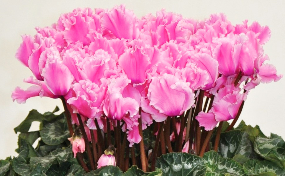 シクラメン　ホワイトフリル シリーズ<