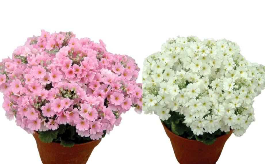 プリムラ マラコイデス　ビューティ シリーズ<