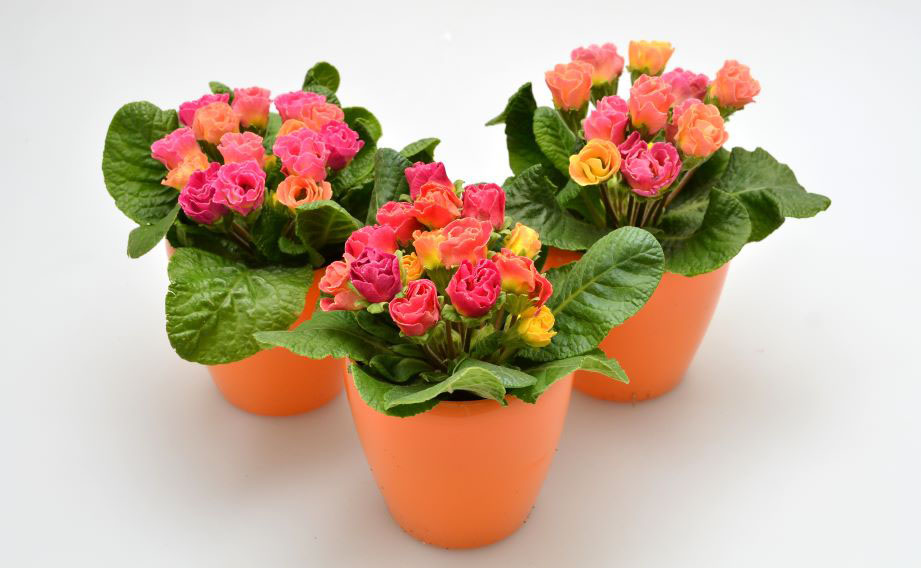 プリムラ ジュリアン　プレミアムジュリアン ピーチフロマージュ<