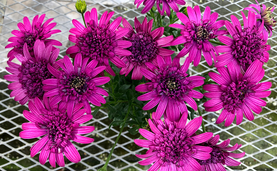 オステオスペルマム　ロマンティクス<