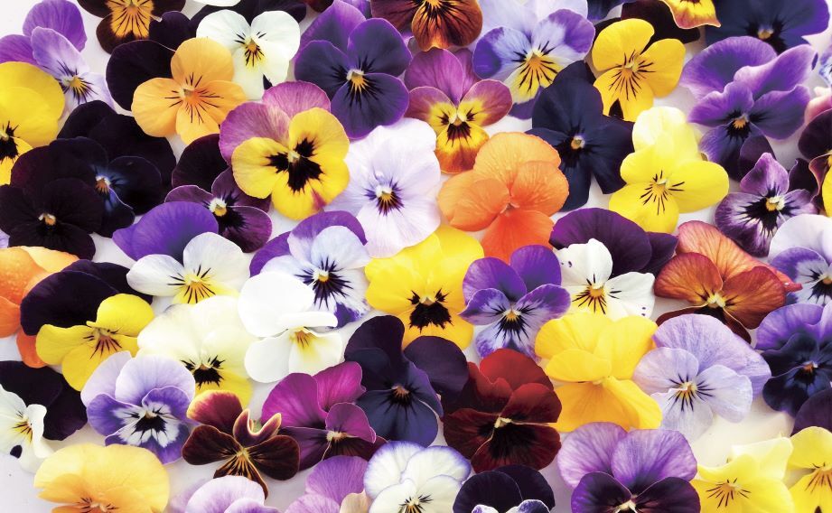 ビオラ　ももか シリーズ<