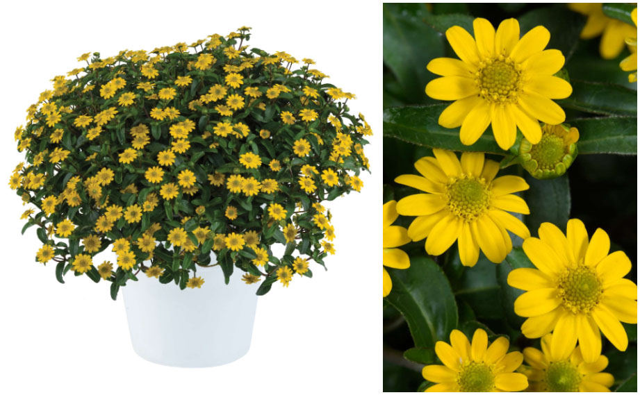 サンビタリア　タルヤ ブライト<