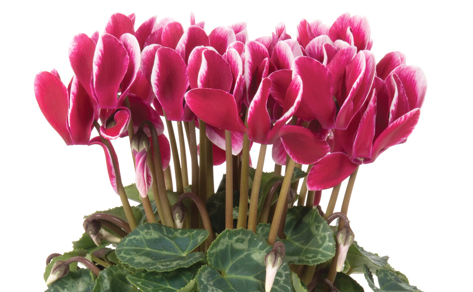 シクラメン F1　スーパーベラノ シリーズ<