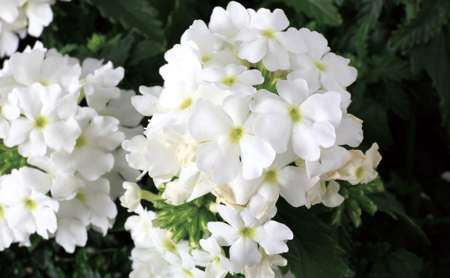 バーベナ　マジェラナ<