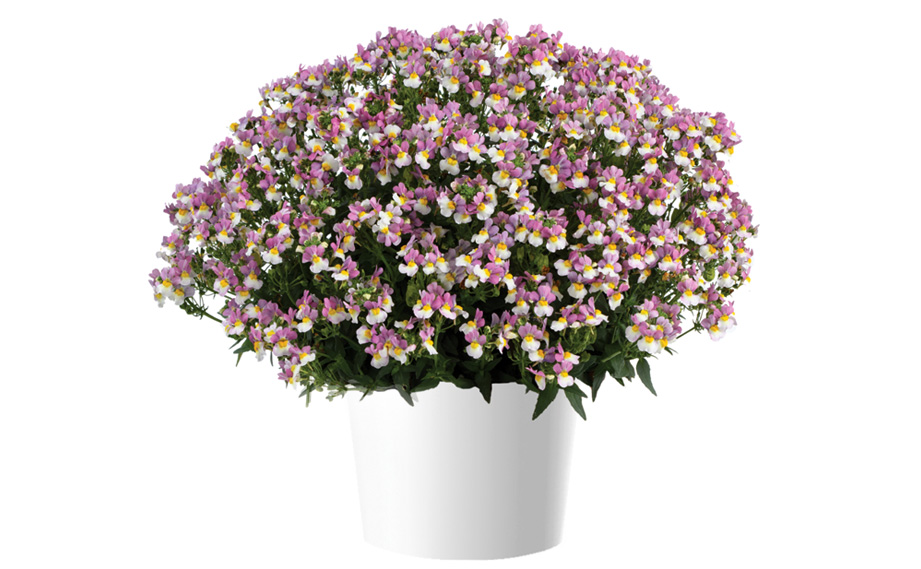 ネメシア　メノル<