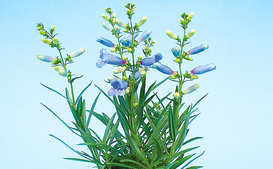 ペンステモン　エレクトリックブルー<