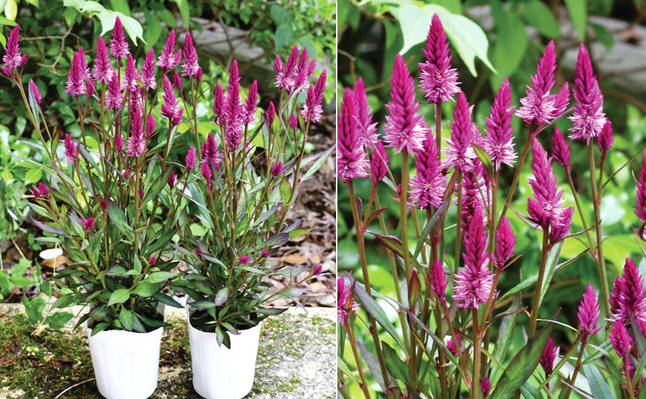 セロシア(ケイトウ)　アジアンガーデン<