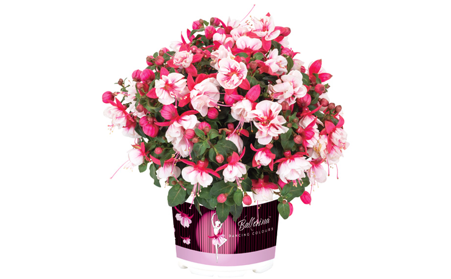 フクシア　バレリーナ