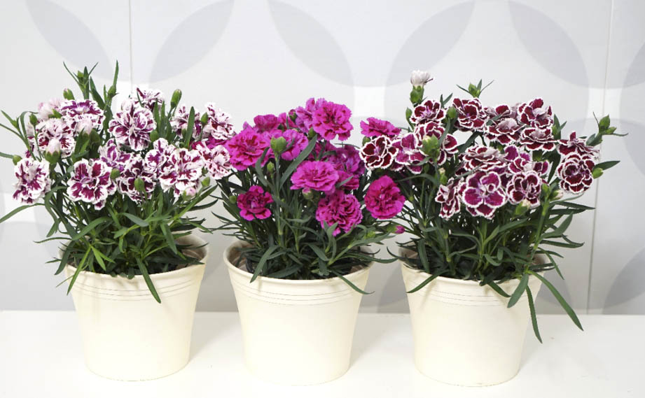 カーネーション　ディアデュール シリーズ<