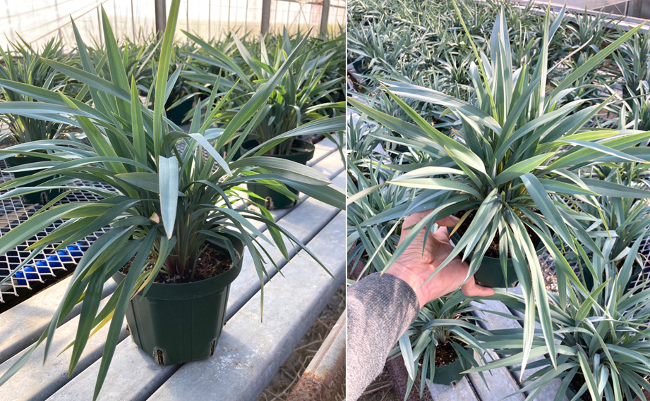 ディアネラ　ブルーストリーム<