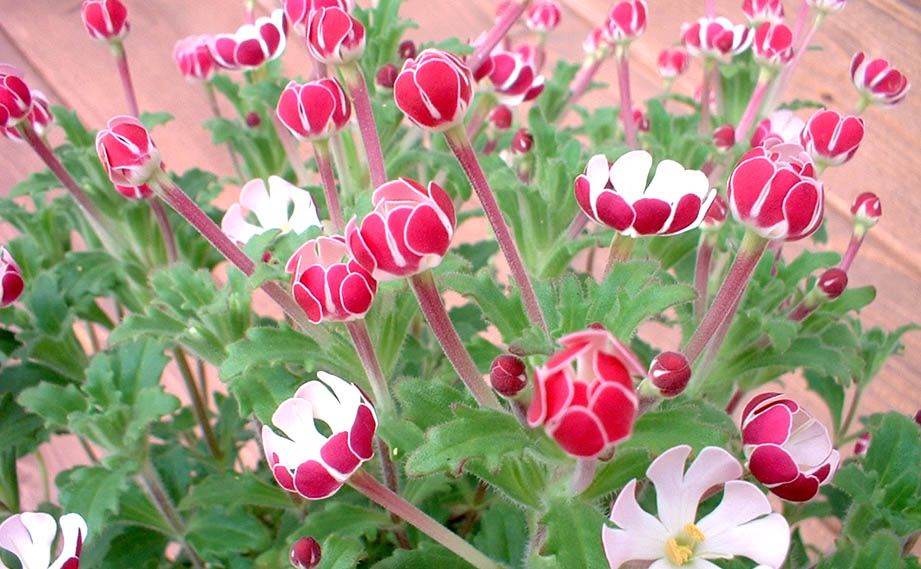 ザルジアンスキア　ムーンライトフラグランス<