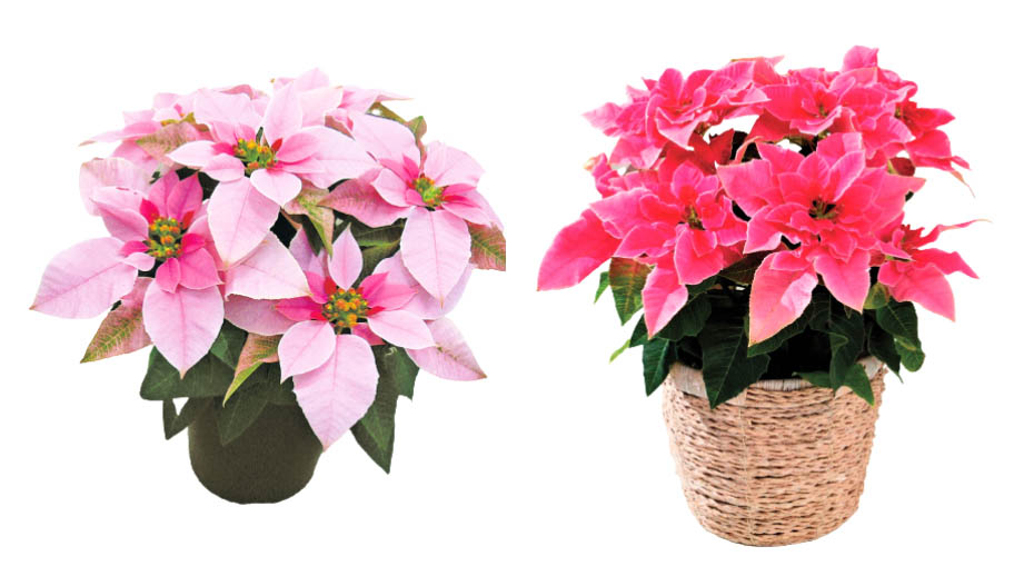 プリンセチア　プリンセチア シリーズ<