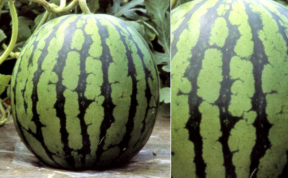 スイカ　祭りばやし777<