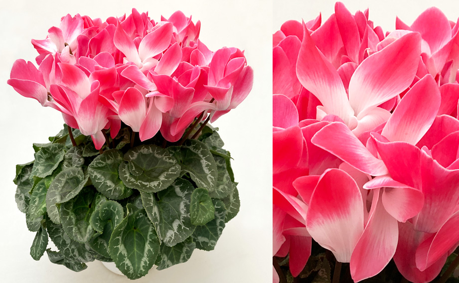 シクラメン　オルニス<