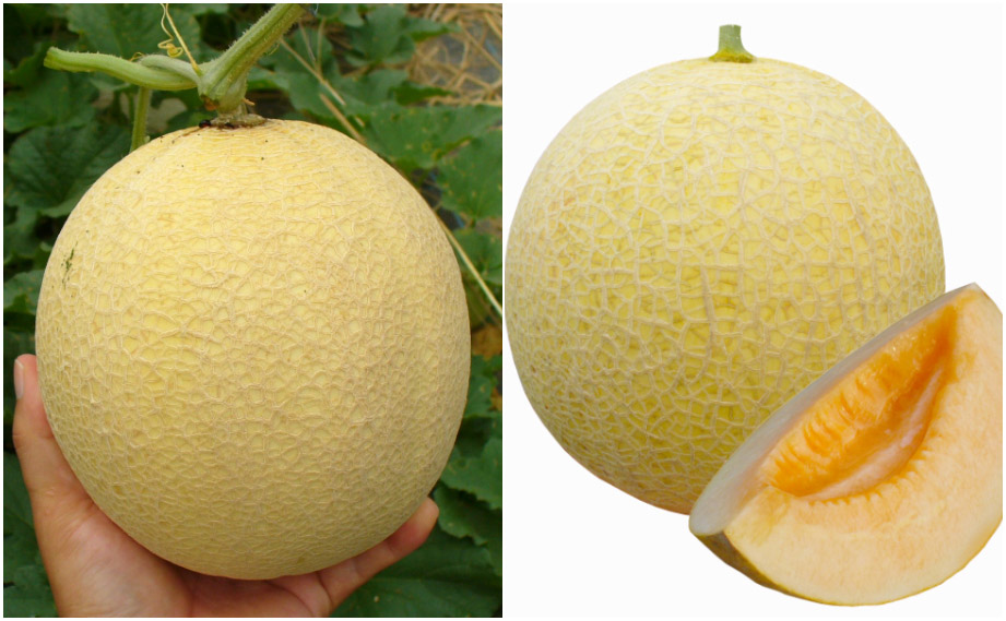 メロン　サンライズ(露地deメロン)<