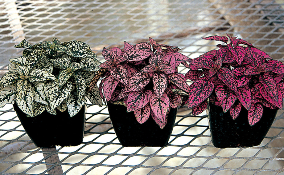 ヒポエステス　スプラッシュセレクト シリーズ<