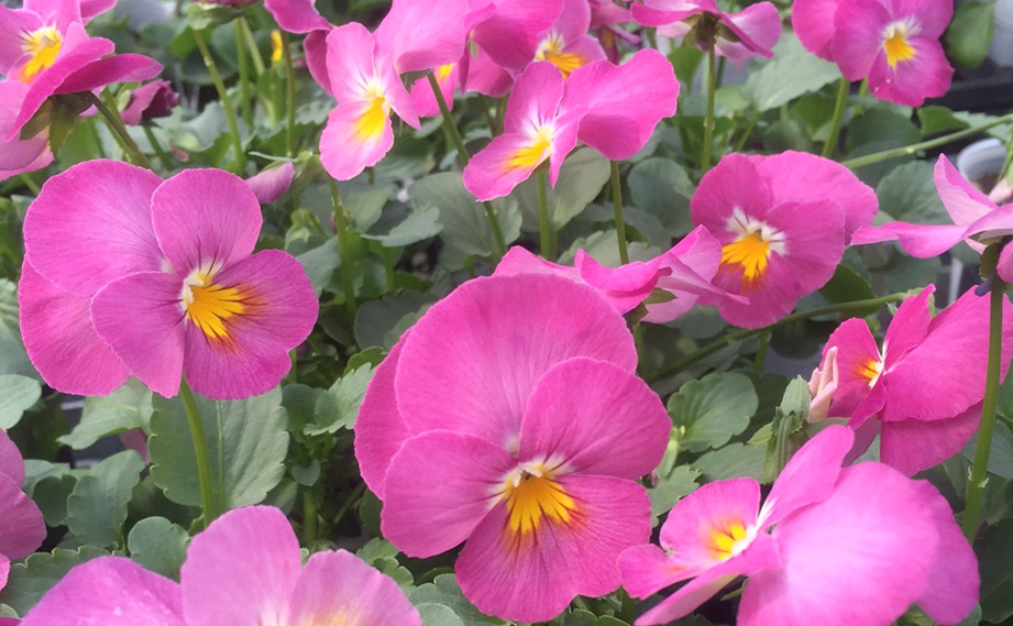 パンジー　パフューム<