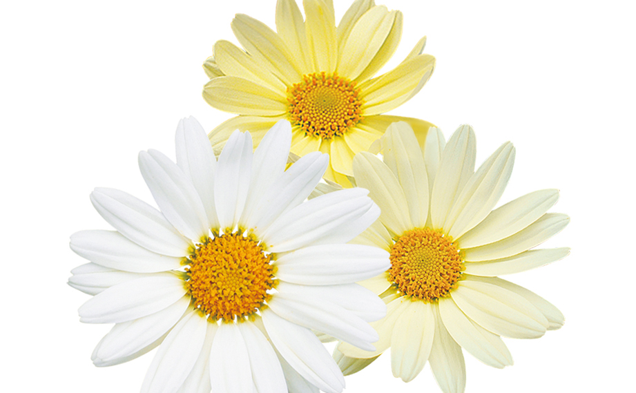 マーガレット　デイジーイエロー<