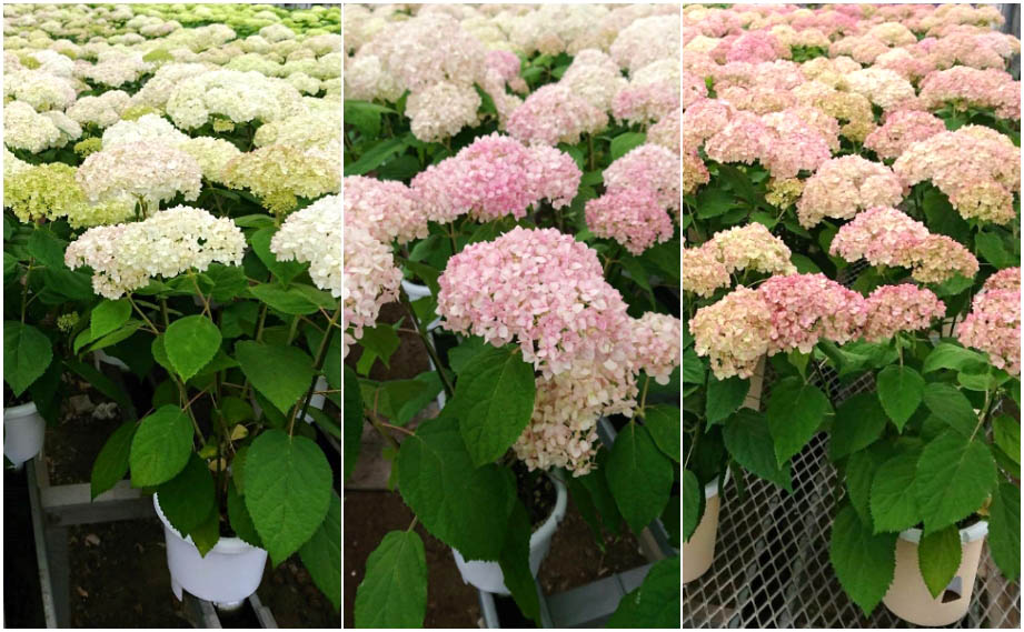 ハイドランジア　ル・マニフィーク／ル・パルフェ／ピコティシャルマン<