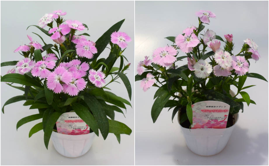 ダイアンサス　マジックピンク<