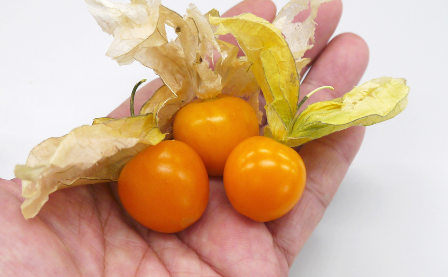 食用ホオズキ(トマティージョ)　瀬戸ゴールド<