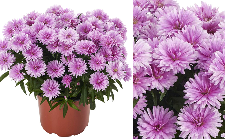 アスター　ショーメーカー シリーズ<