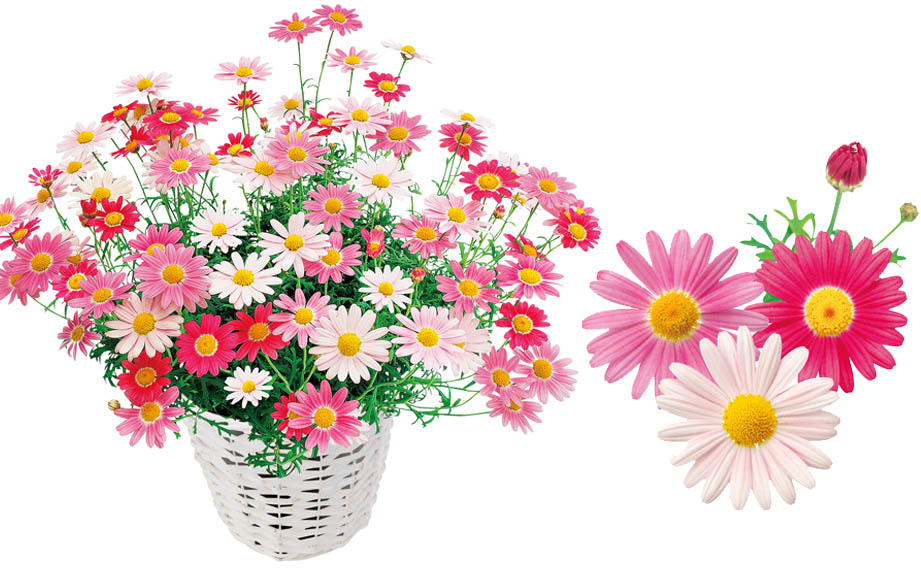 マーガレット　ストロベリーホイップ