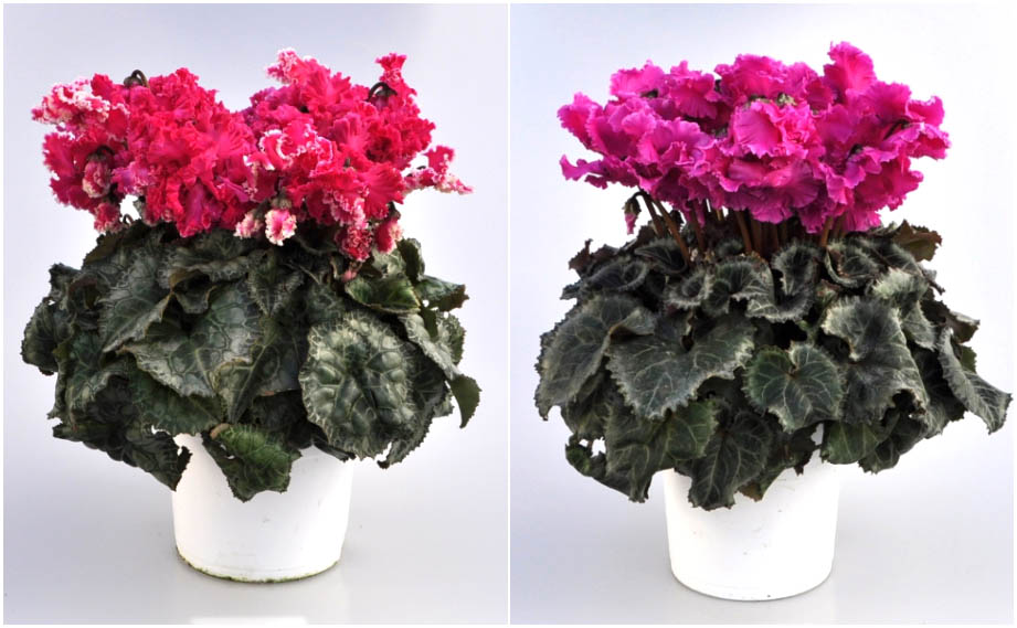 シクラメン　ドリカム シリーズ<