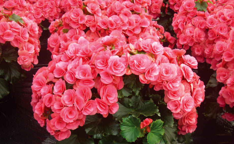 ベゴニア　エラチオール バルコスグループ<