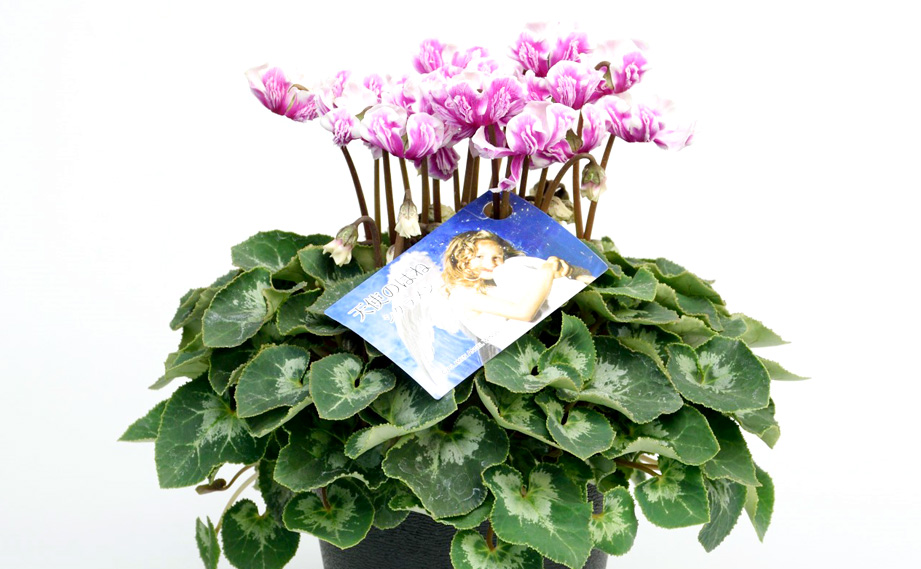 シクラメン　天使のはね シリーズ<