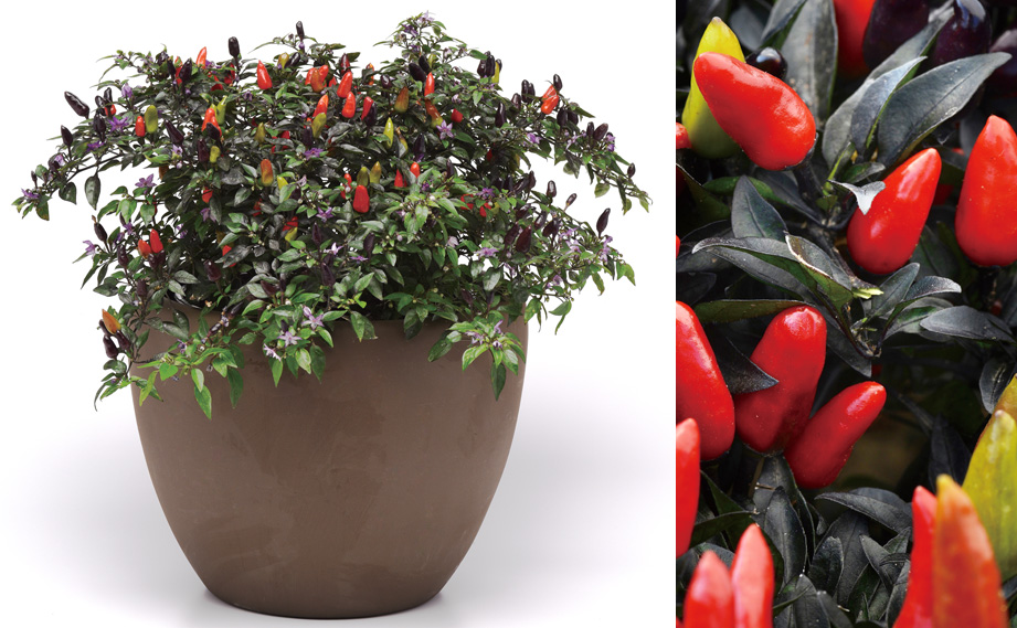 カプシカム　ミッドナイトファイヤー<