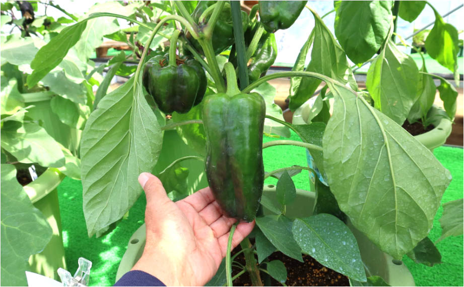 ピーマン　びっくりピーマン<