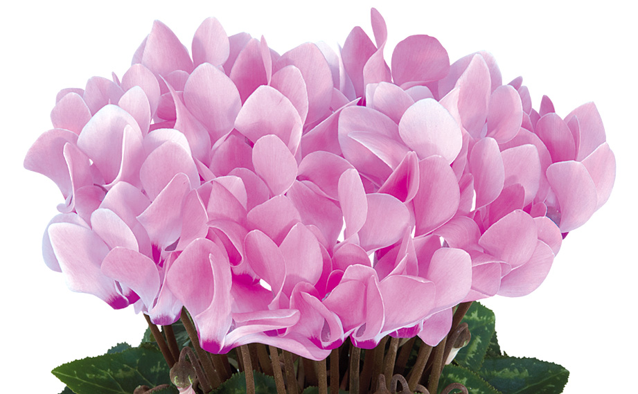 シクラメン F1　メティス シリーズ<