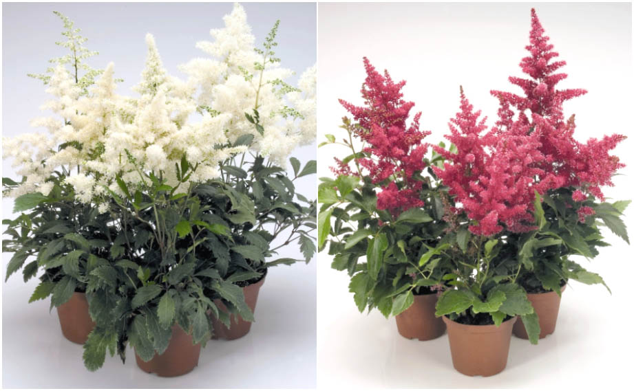 アスチルベ　アスタリー<