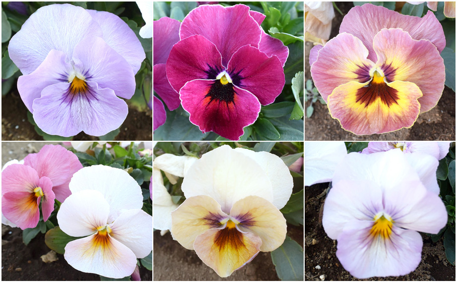 パンジー　キューティー<